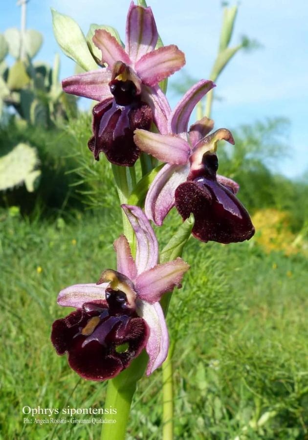 Orchidea Mattinata Parco Del Gargano Exterior foto