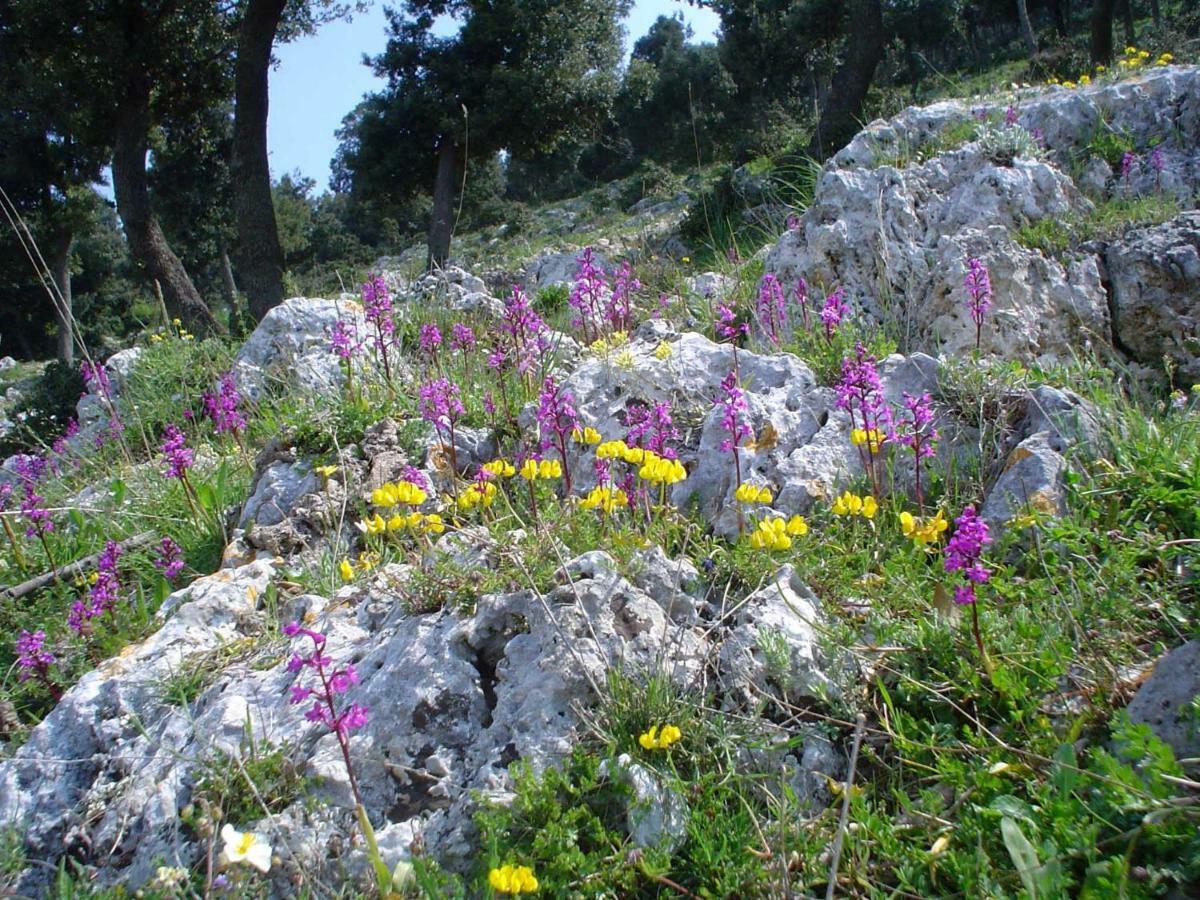Orchidea Mattinata Parco Del Gargano Exterior foto