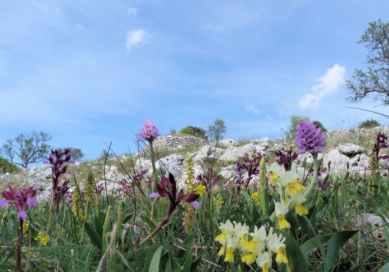 Orchidea Mattinata Parco Del Gargano Exterior foto