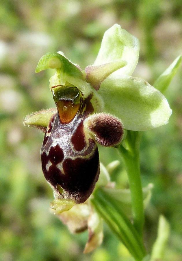 Orchidea Mattinata Parco Del Gargano Exterior foto